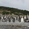 PINGUINERA-isla-martillo-1.jpg