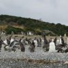 PINGUINERA-isla-martillo.jpg