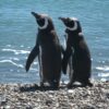 Pinguino-Magallanico-1.jpg