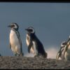 pinguinera-punta-tombo-0157-1.jpg